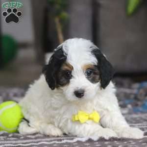 Everest, Mini Bernedoodle Puppy